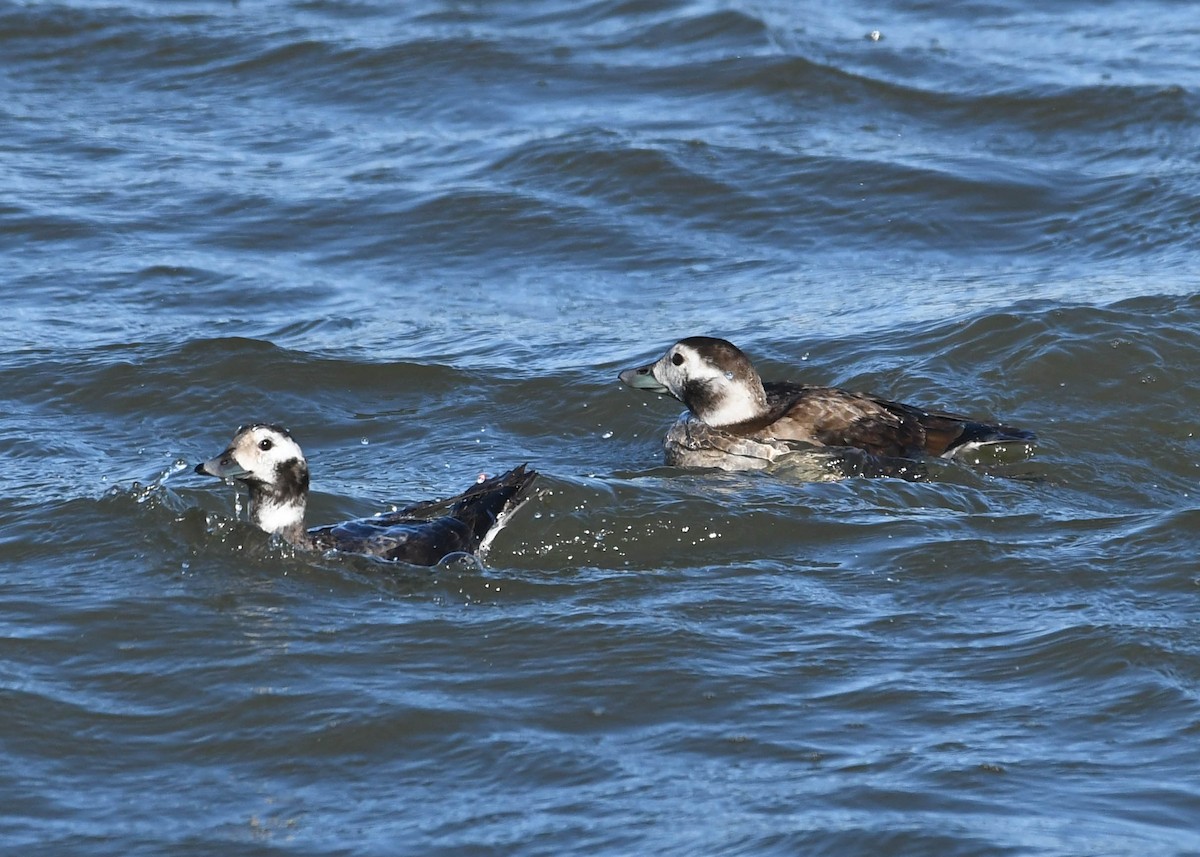 Long-tailed Duck - ML611632140