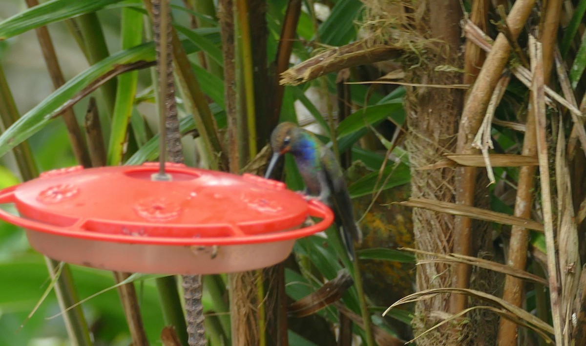 kolibřík irisový - ML611632164