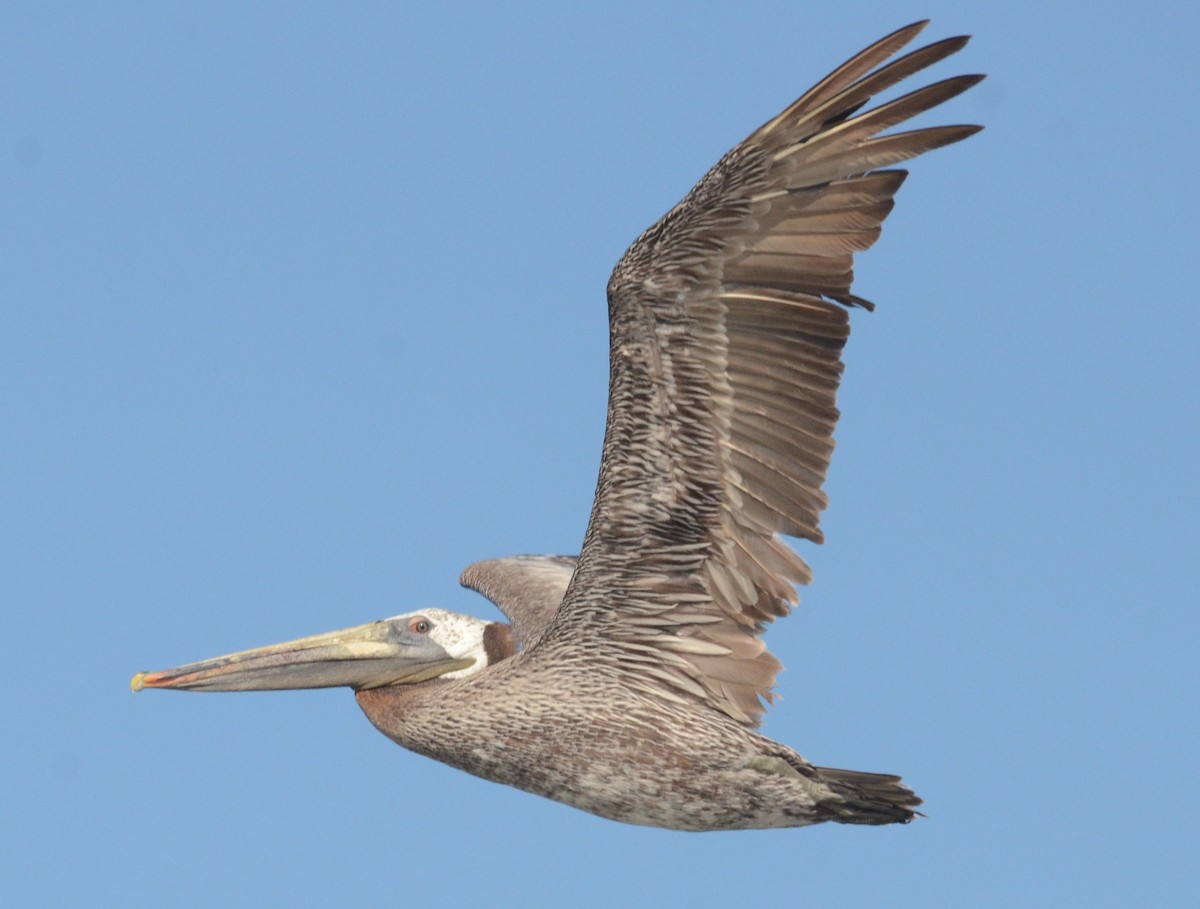 Brown Pelican - Timothy Spahr