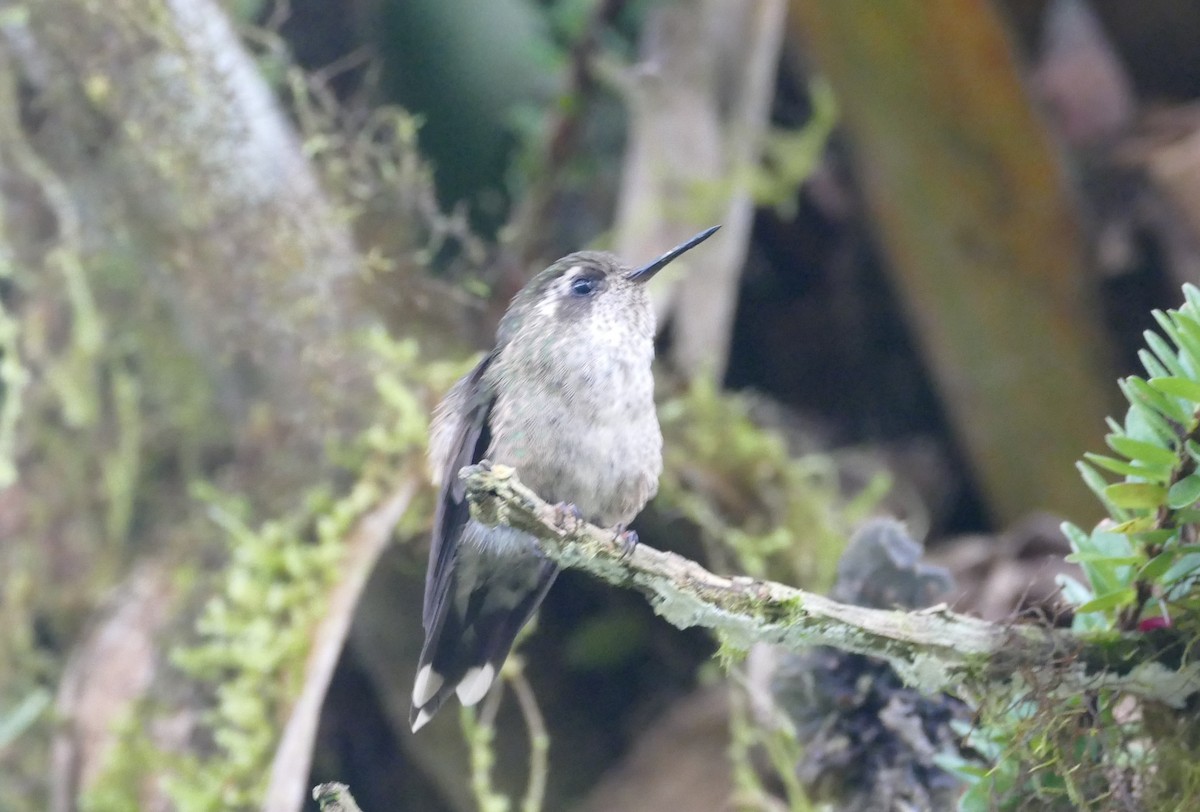 Speckled Hummingbird - Robin Kretzschmar