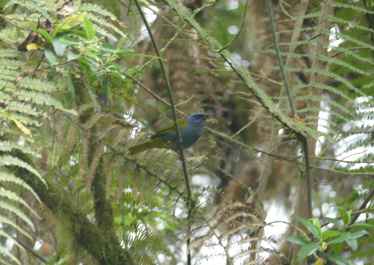 Blue-capped Tanager - ML611632341