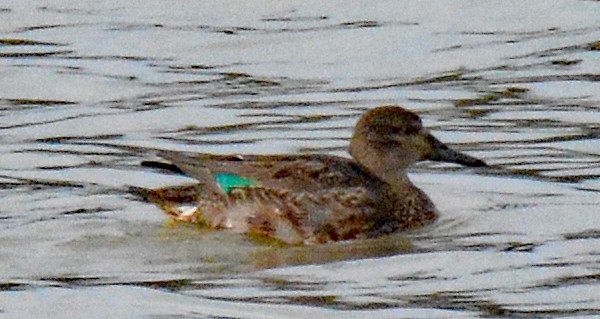 Green-winged Teal (American) - ML611632445