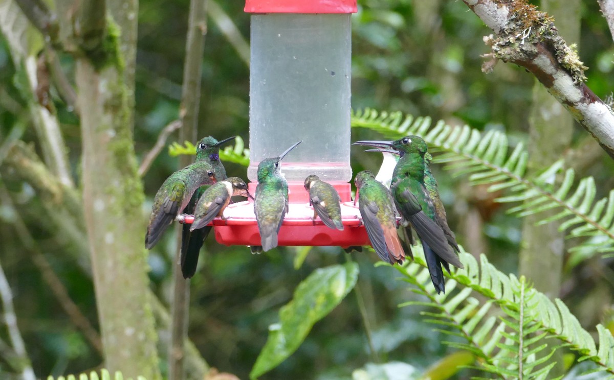 Rufous-tailed Hummingbird - Robin Kretzschmar