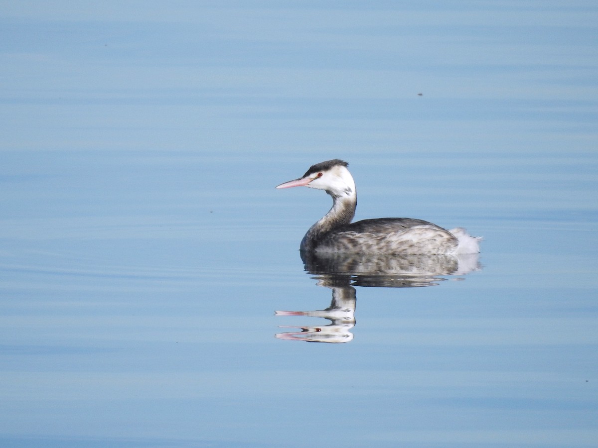 Great Crested Grebe - ML611632543