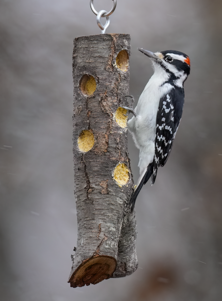 eBird Checklist - 27 Nov 2023 - Frick Park Meadow Feeders - 10 species ...