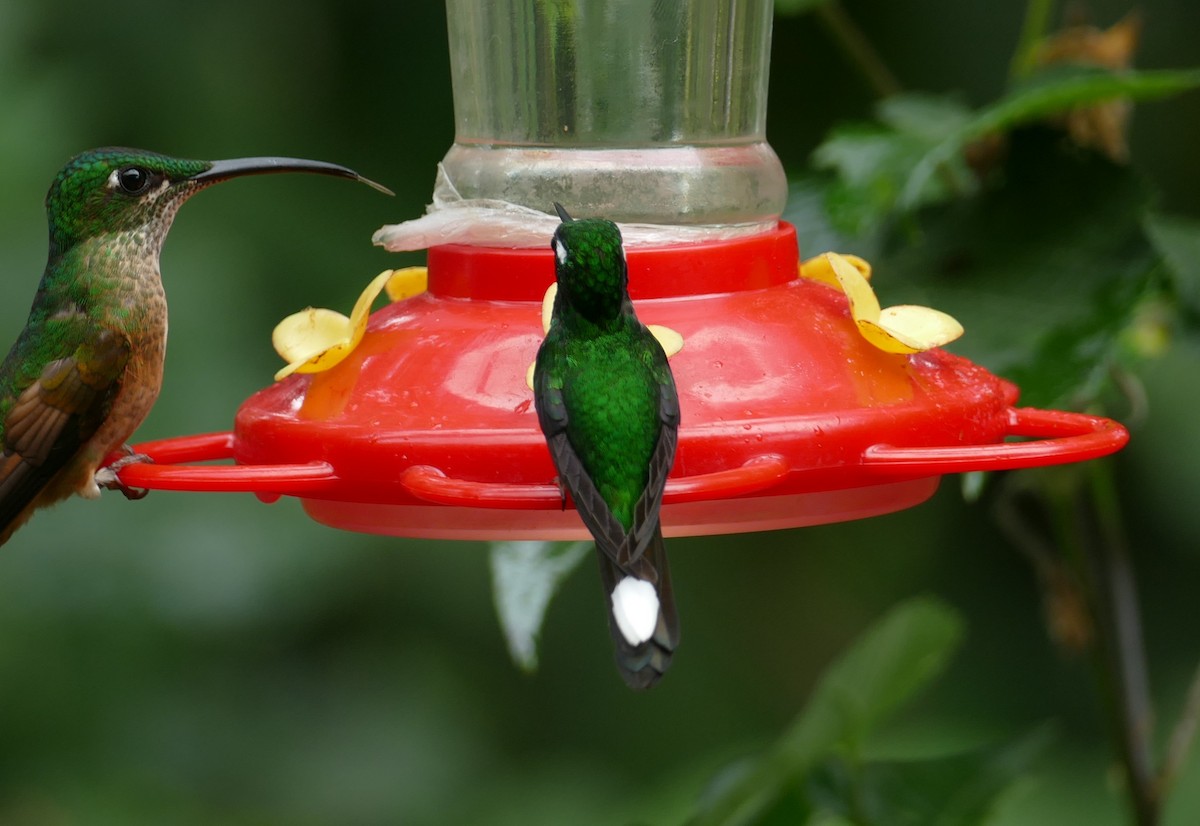 kolibřík skvrnoocasý - ML611632695