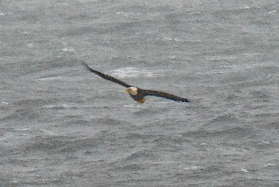 Bald Eagle - ML611632724