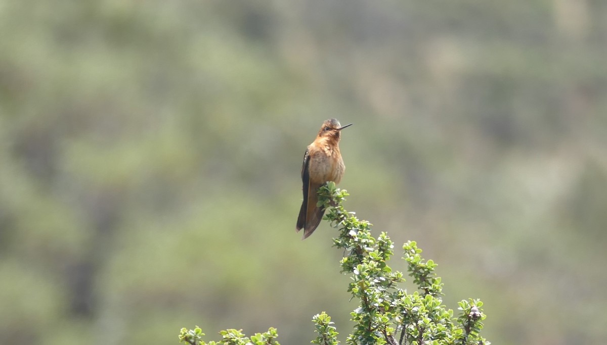 kolibřík duhovohřbetý - ML611633295