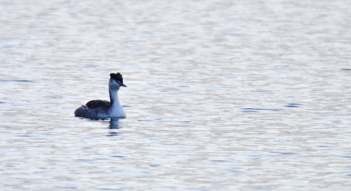 Great Crested Grebe - ML611633488