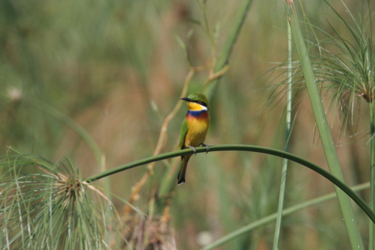 Blue-breasted Bee-eater - ML611633652