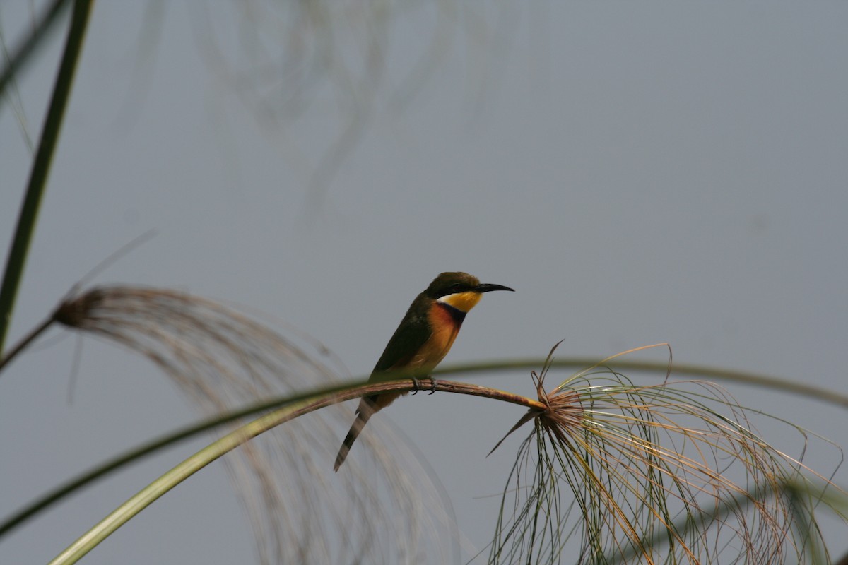 Blue-breasted Bee-eater - ML611633653