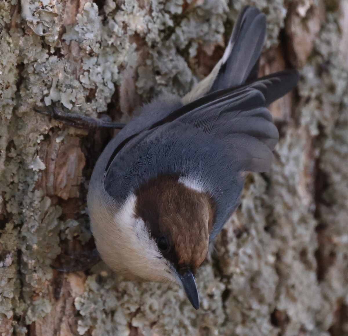 Brown-headed Nuthatch - ML611633702