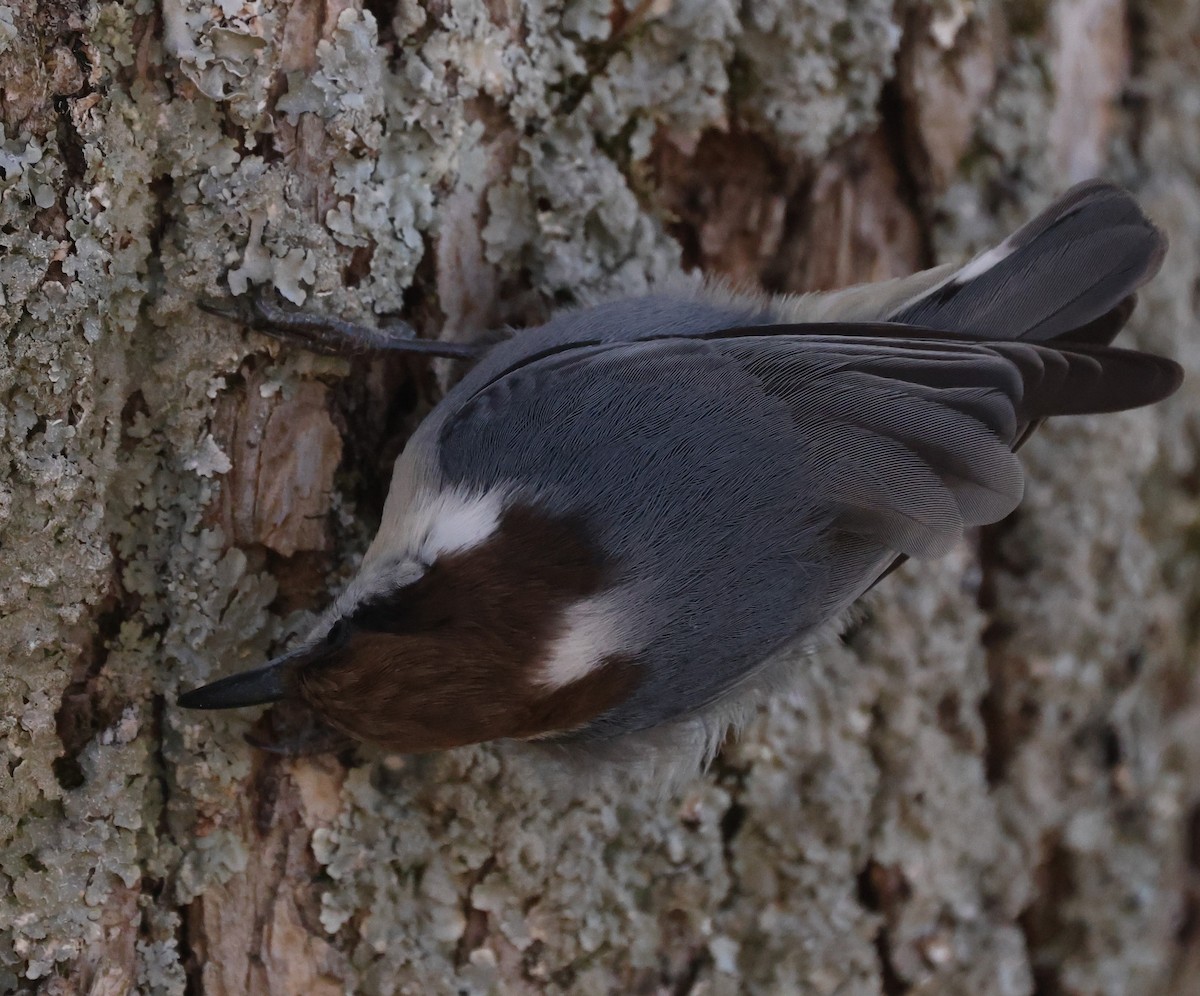 Brown-headed Nuthatch - ML611633703