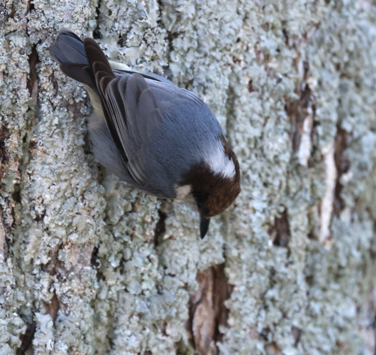 Brown-headed Nuthatch - ML611633704
