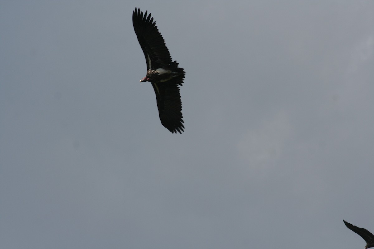 Lappet-faced Vulture - ML611633793