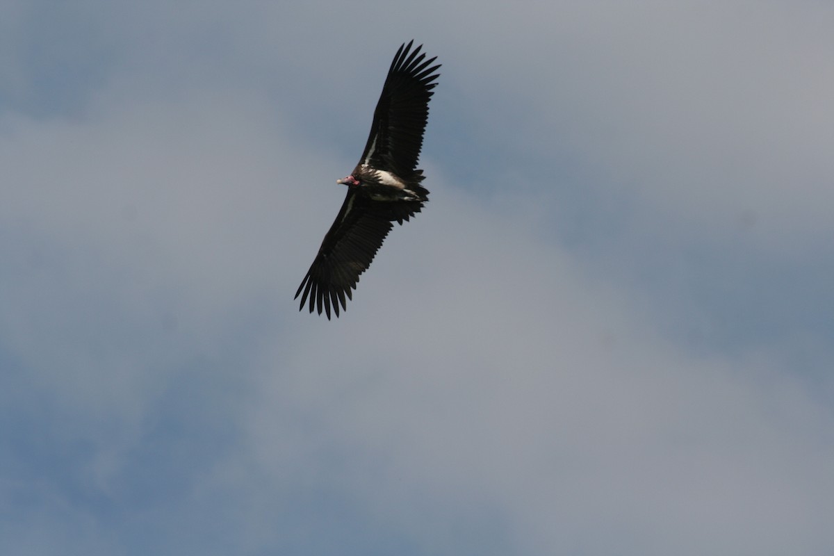 Lappet-faced Vulture - Guy RUFRAY