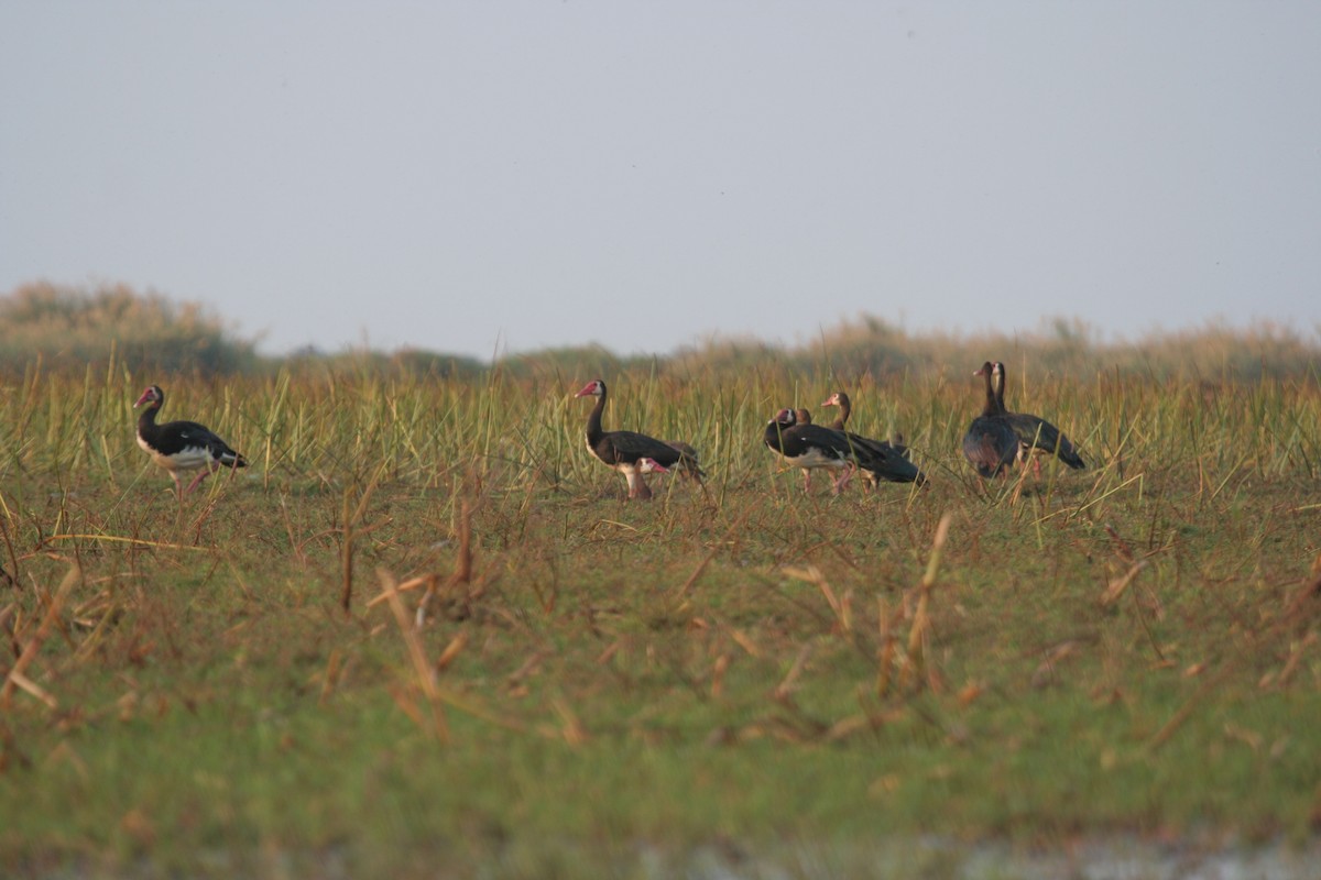 Spur-winged Goose - ML611633900