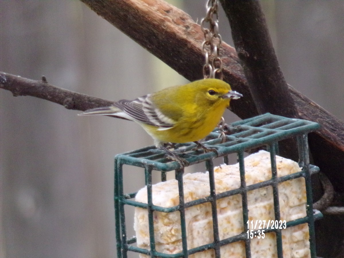 Pine Warbler - ML611634088