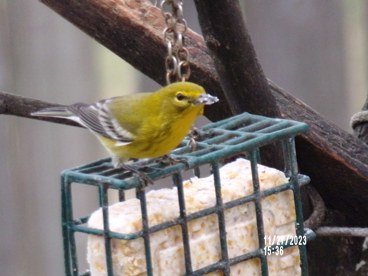 Pine Warbler - ML611634096