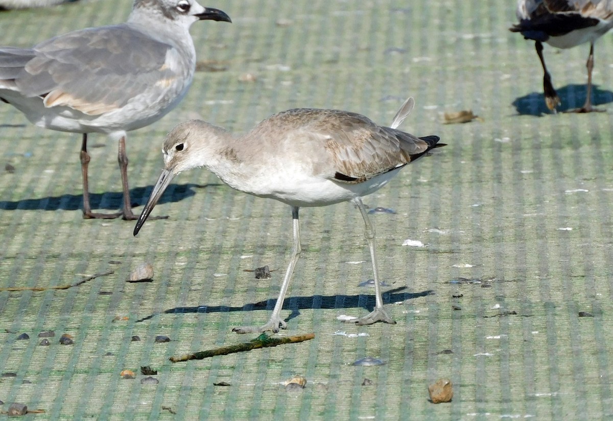 eBird Checklist 27 Nov 2023 Pointe aux Chene WMAIsland Rd. 37
