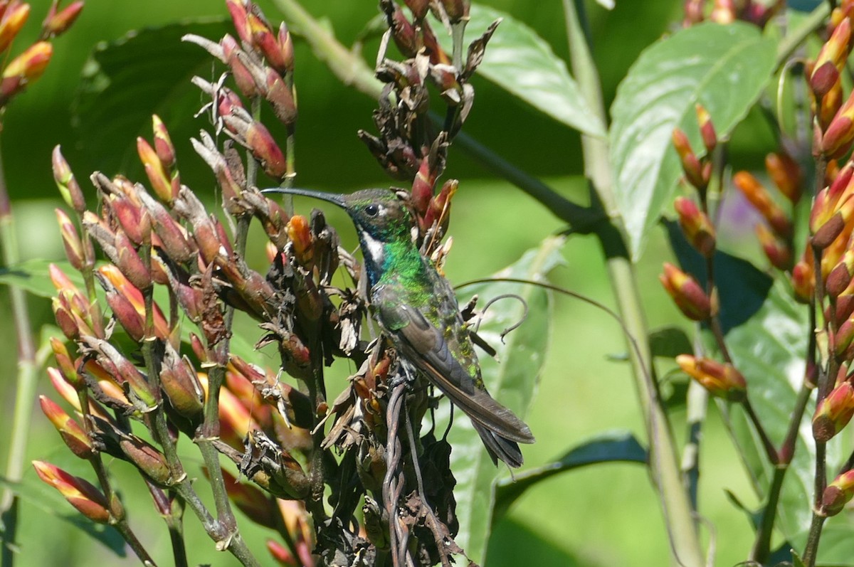 kolibřík tropický - ML611634153