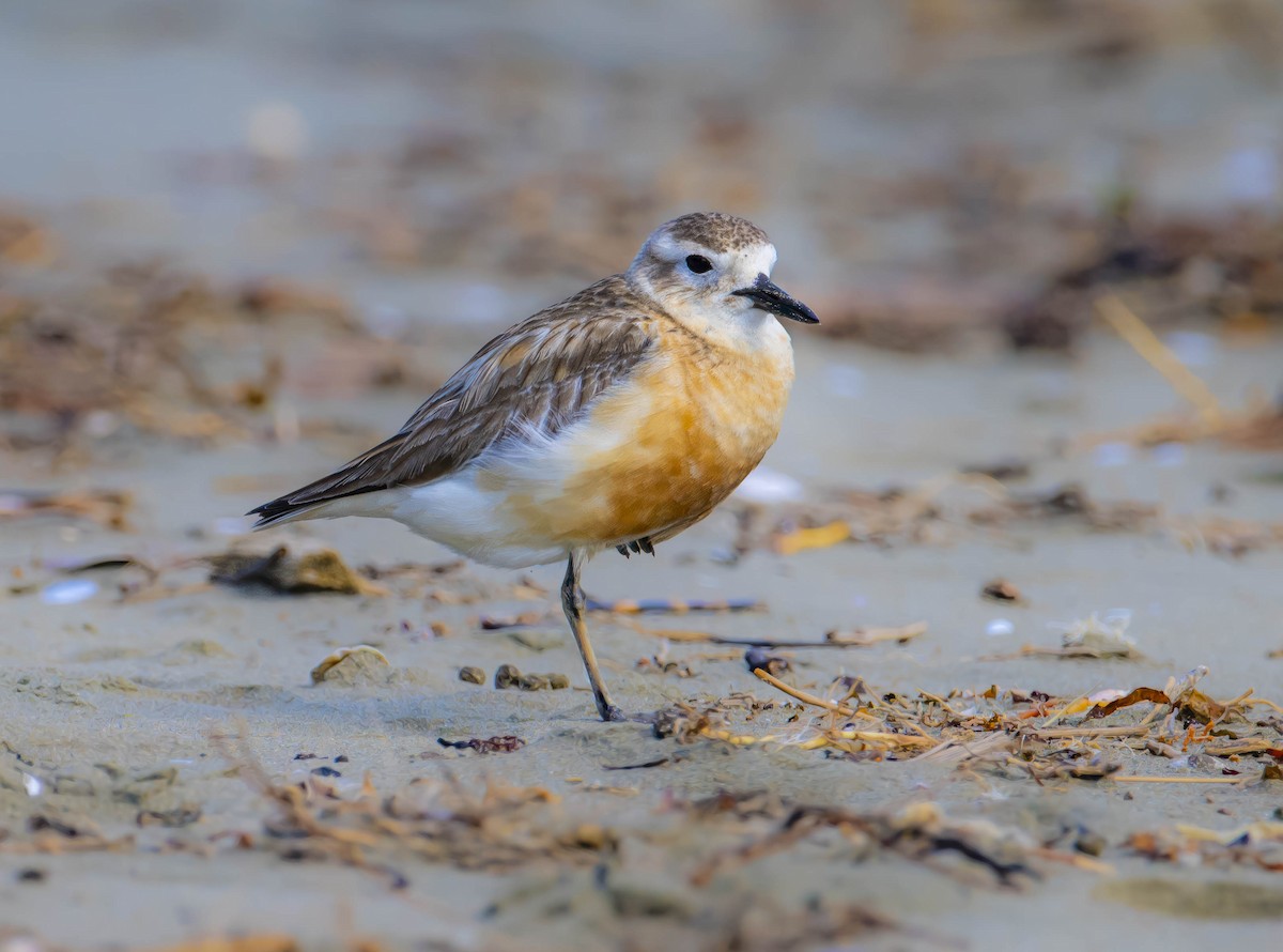 Red-breasted Dotterel - ML611634371