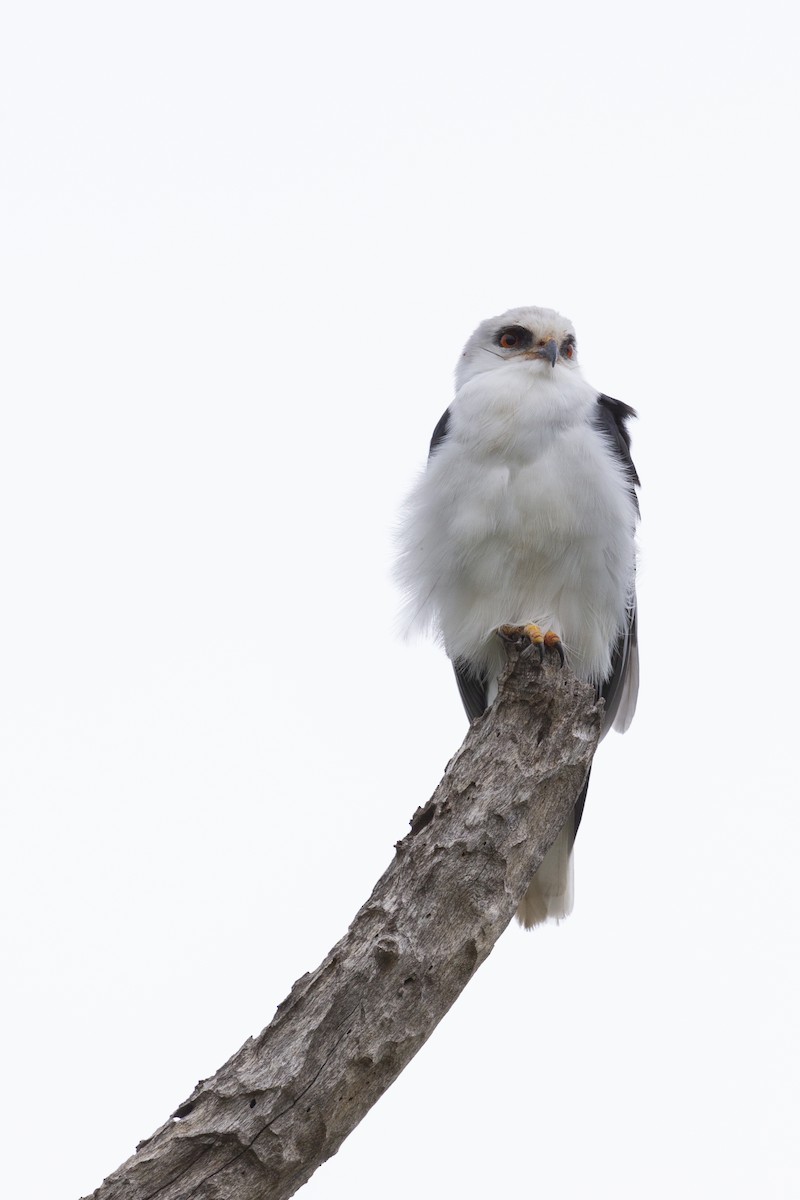 White-tailed Kite - Steven Dammer