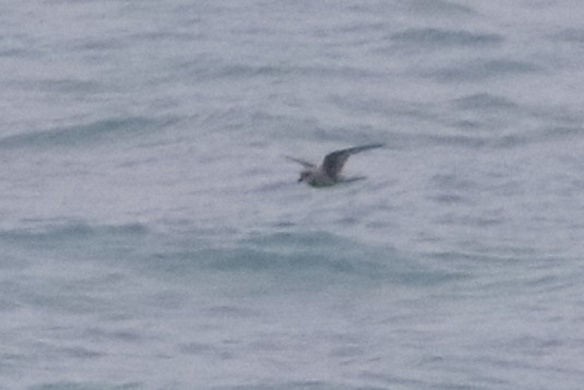 Fork-tailed Storm-Petrel - ML611634507