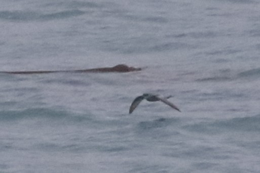 Fork-tailed Storm-Petrel - ML611634508