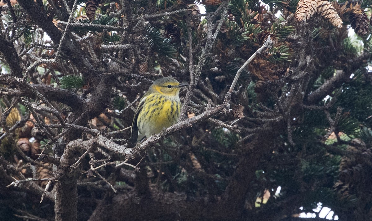 Cape May Warbler - ML611634992