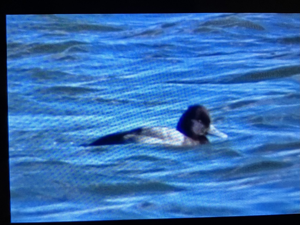 Greater/Lesser Scaup - ML611635072