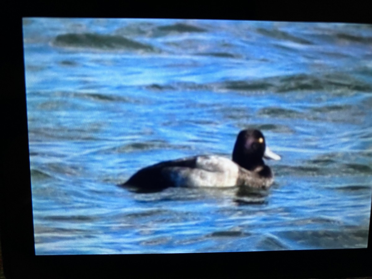 Greater/Lesser Scaup - ML611635073