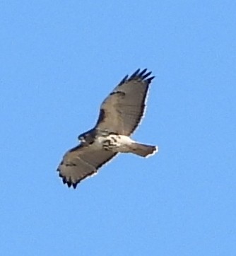 Red-tailed Hawk - ML611635220