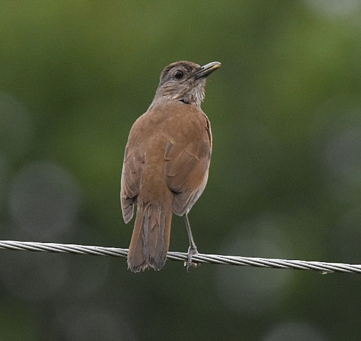 Pale-breasted Thrush - ML611635221