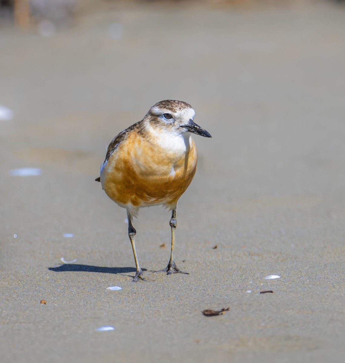 Red-breasted Dotterel - ML611635227
