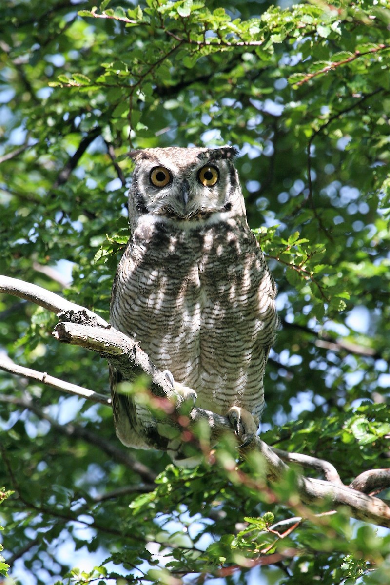 Lesser Horned Owl - ML611635263