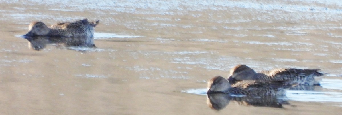 Green-winged Teal - ML611635301