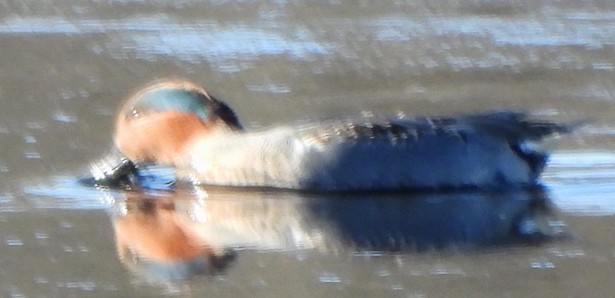 Green-winged Teal - ML611635305