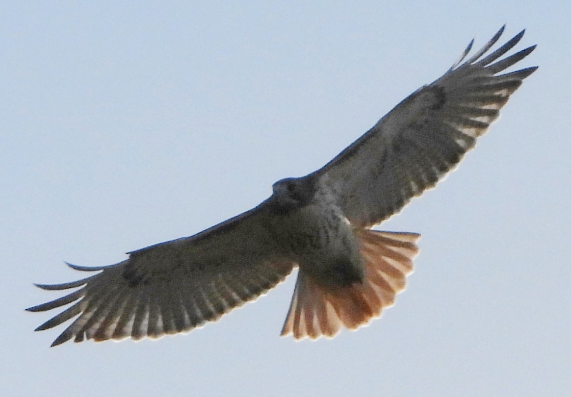 Red-tailed Hawk - ML611635329