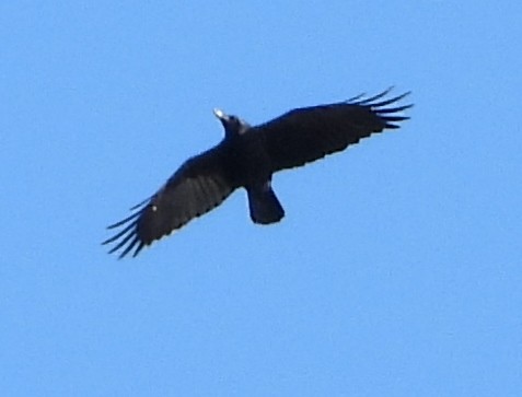 American Crow - ML611635331