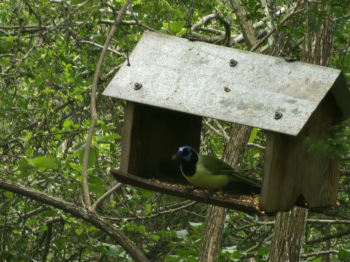 Green Jay - ML611635430