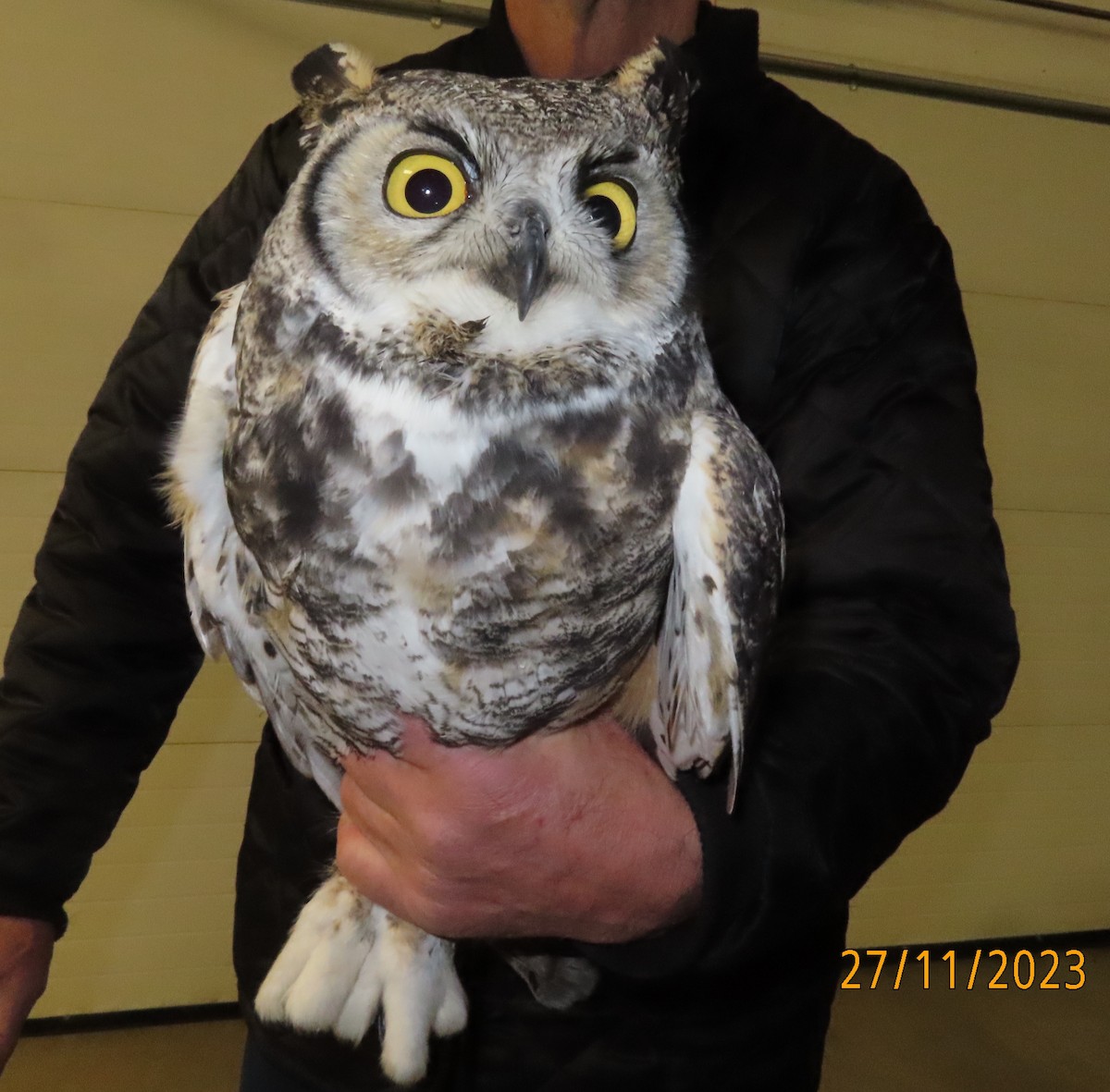 Great Horned Owl - ML611635686