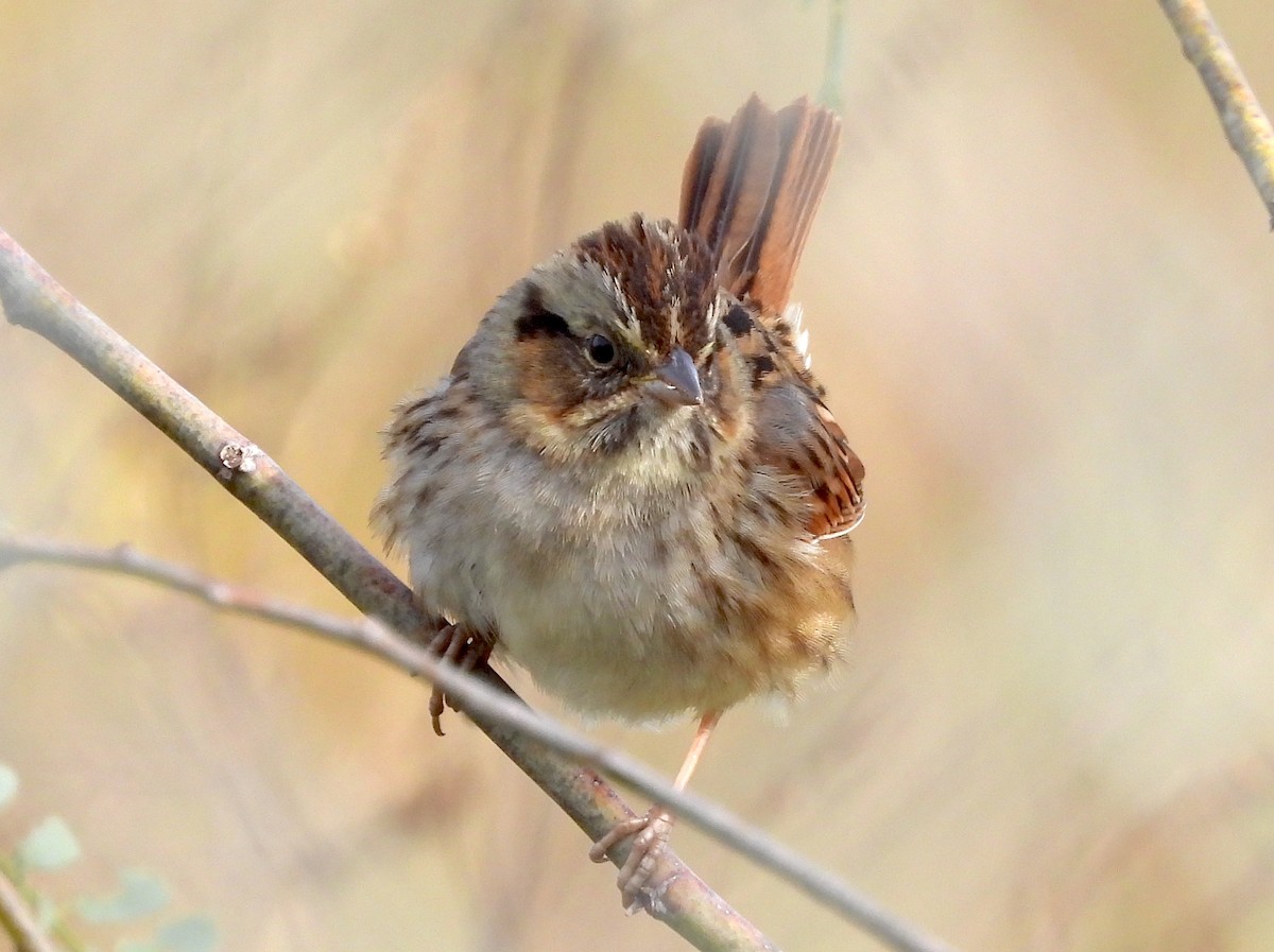 Swamp Sparrow - ML611635781