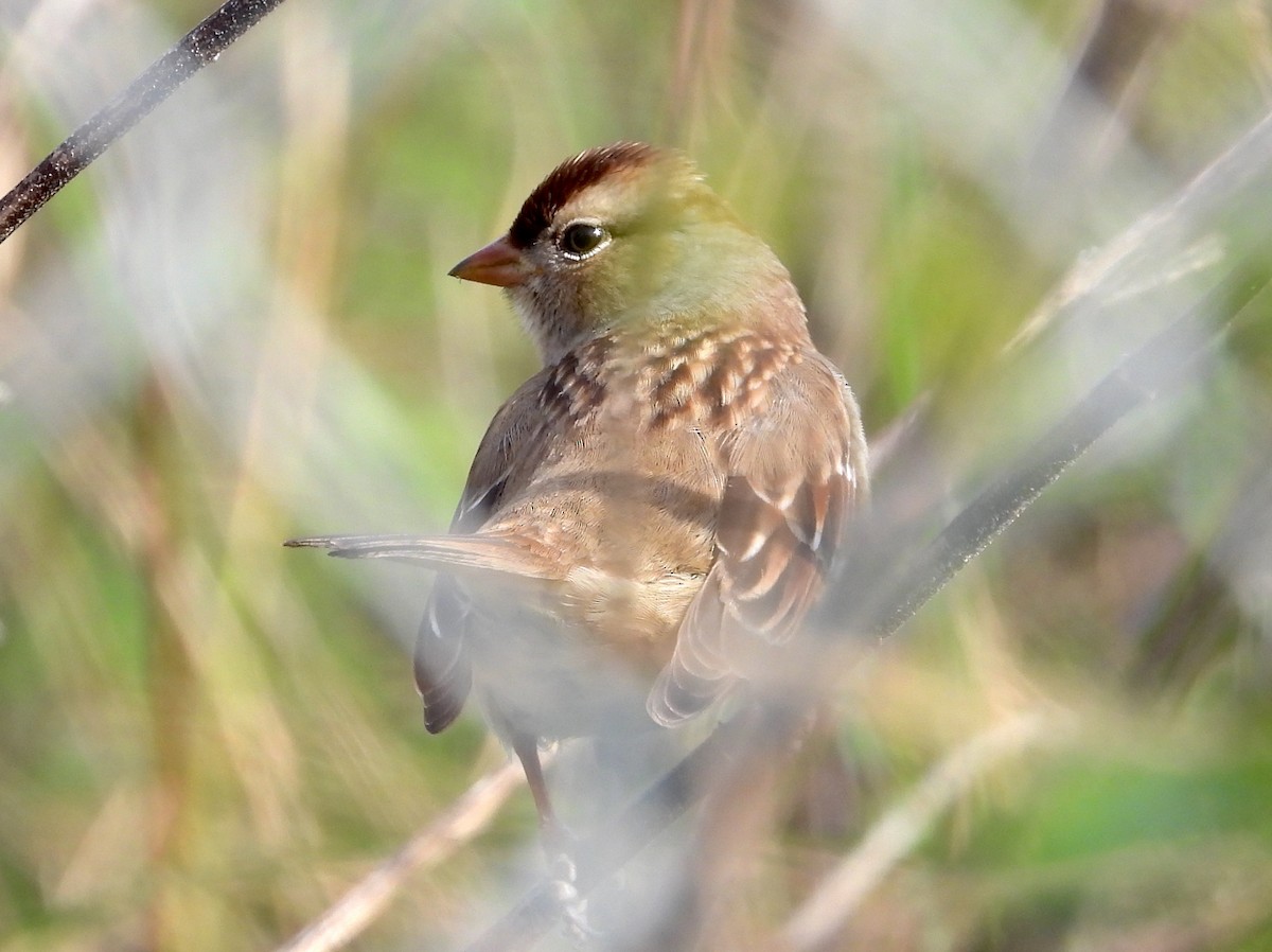 White-crowned Sparrow - ML611635916
