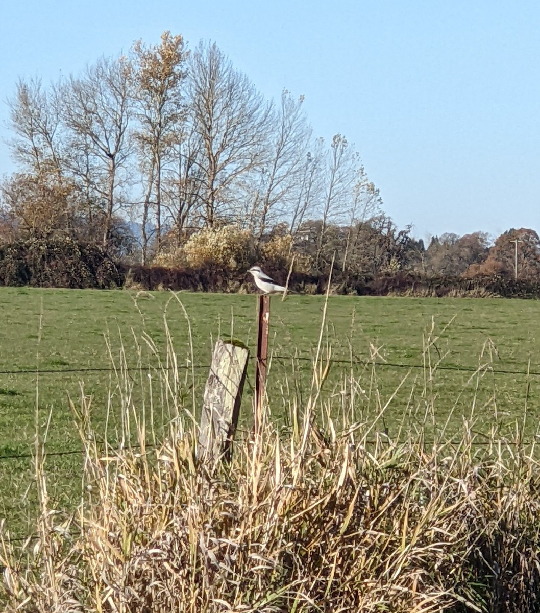 eBird Checklist 27 Nov 2023 Woodland Bottoms Austin Point, Lewis