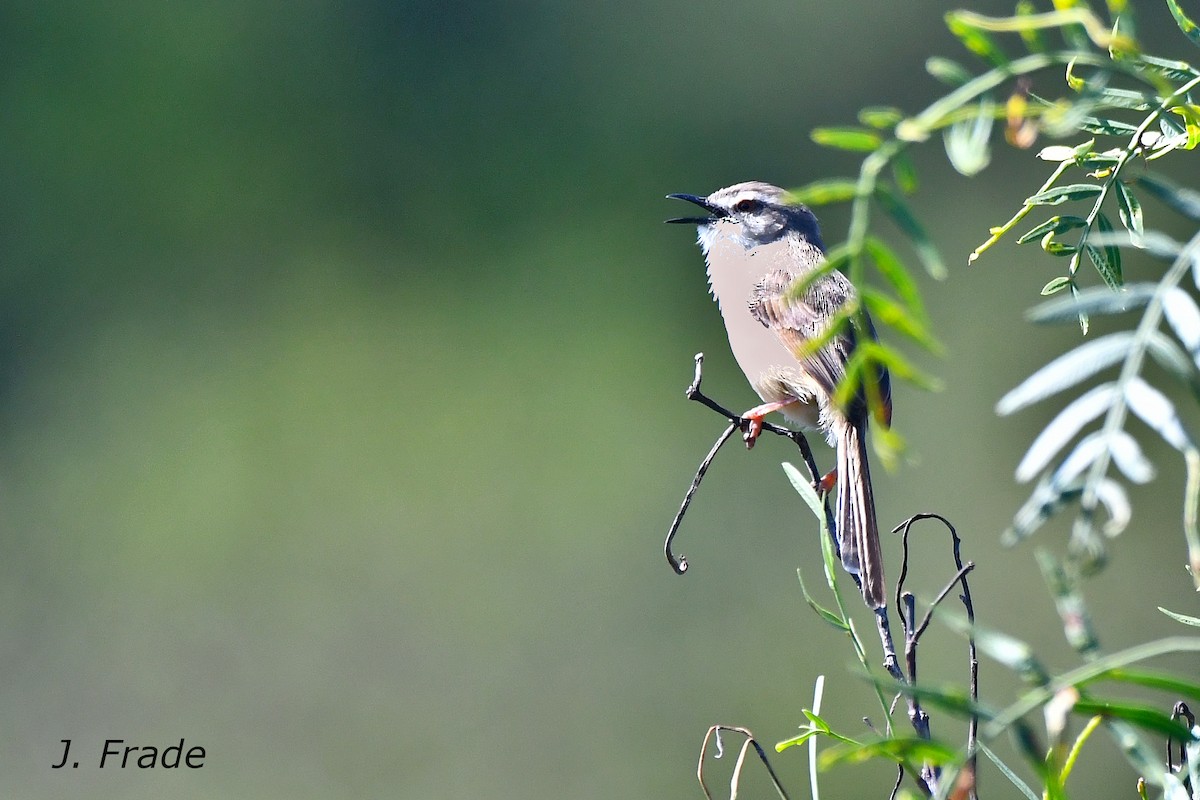 Tawny-flanked Prinia - ML611635990