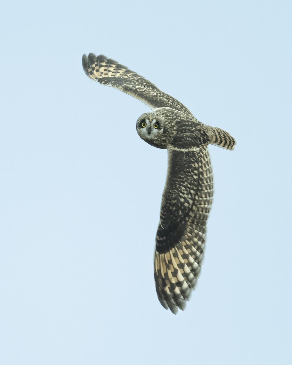 Short-eared Owl - ML611636126