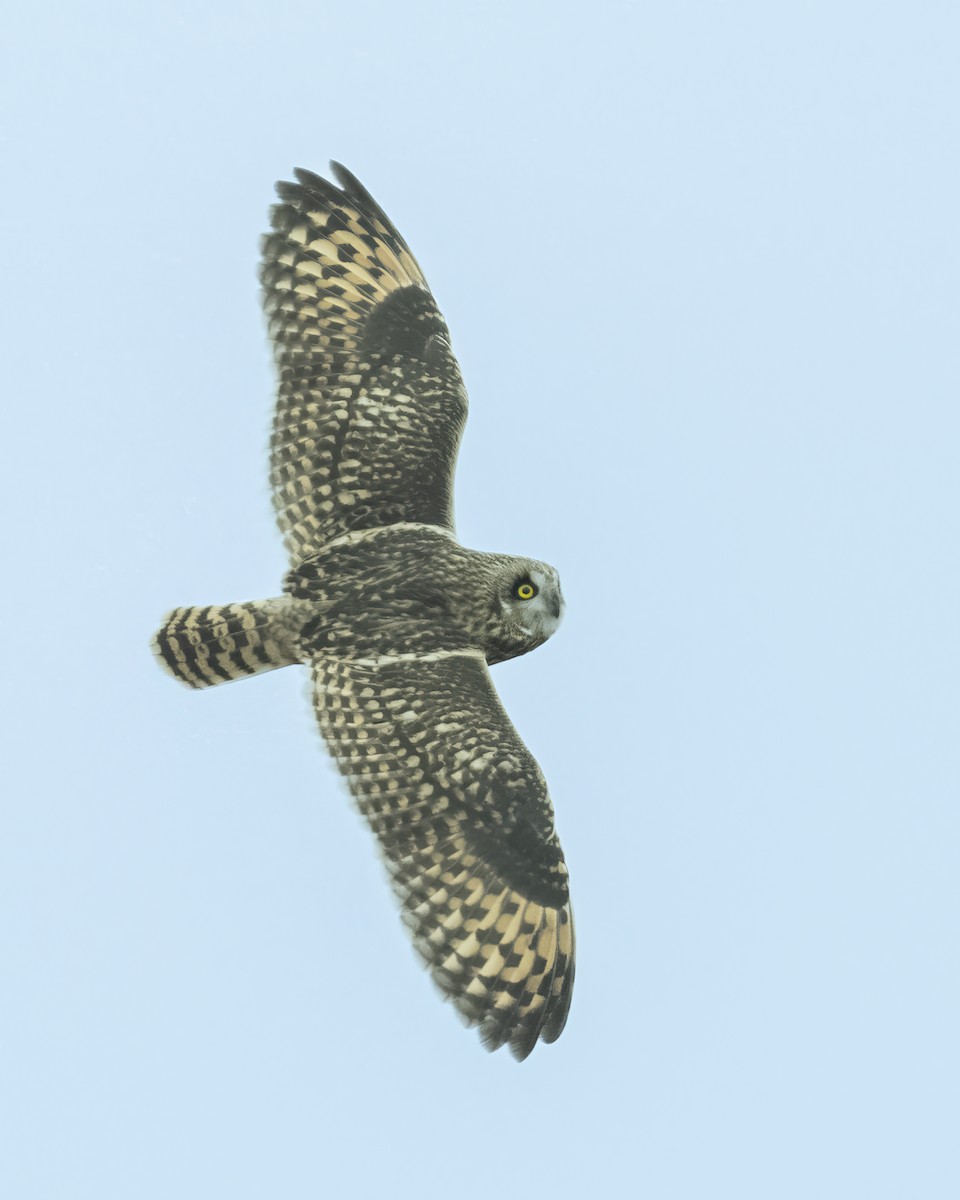 Short-eared Owl - ML611636127