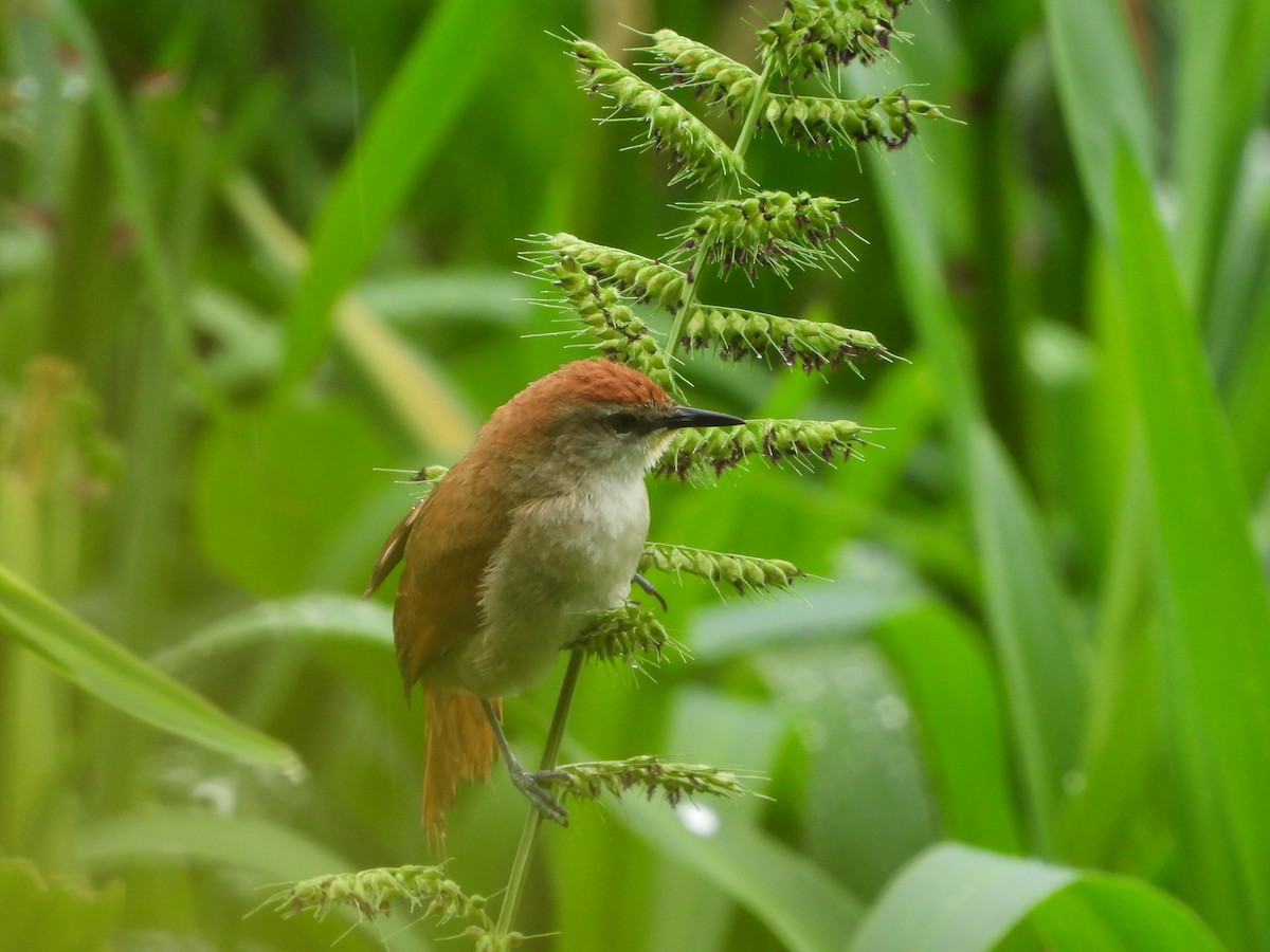 Yellow-chinned Spinetail - ML611636219