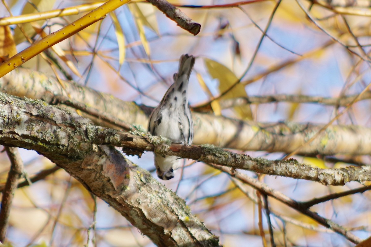Black-and-white Warbler - ML611636311